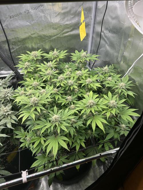 Tropicana Banana. Week 15