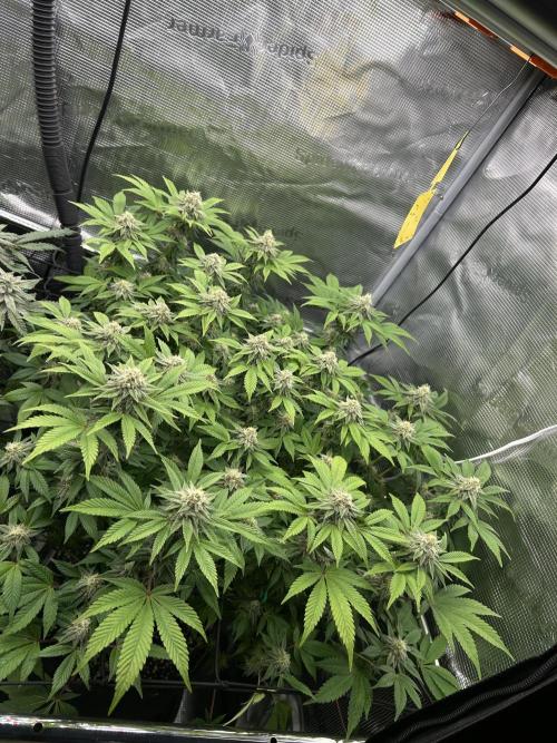 Tropicana Banana. Week 15
