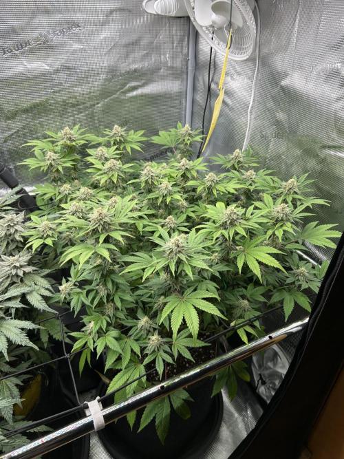 Tropicana Banana. Week 15