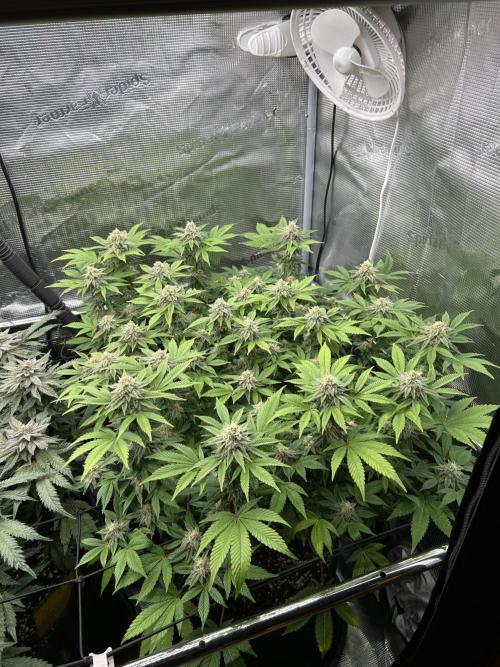 Tropicana Banana. Week 15