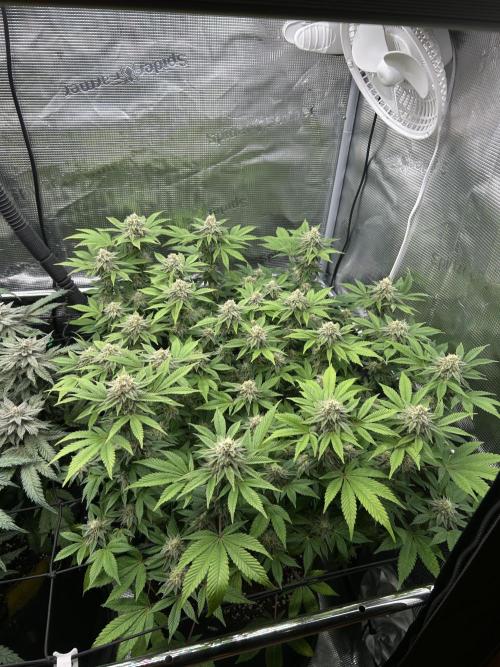 Tropicana Banana. Week 15