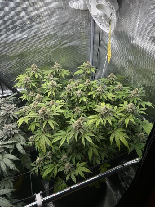 Tropicana Banana. Week 15