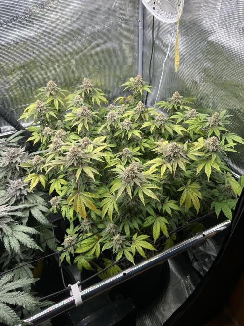 Tropicana Banana. Week 15