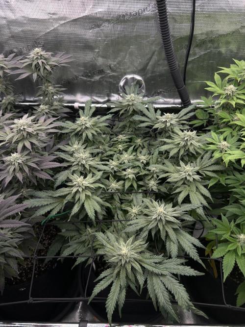 Nana Sorbet. Week 15