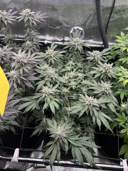 Nana Sorbet. Week 15