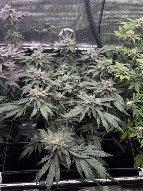 Nana Sorbet. Week 15