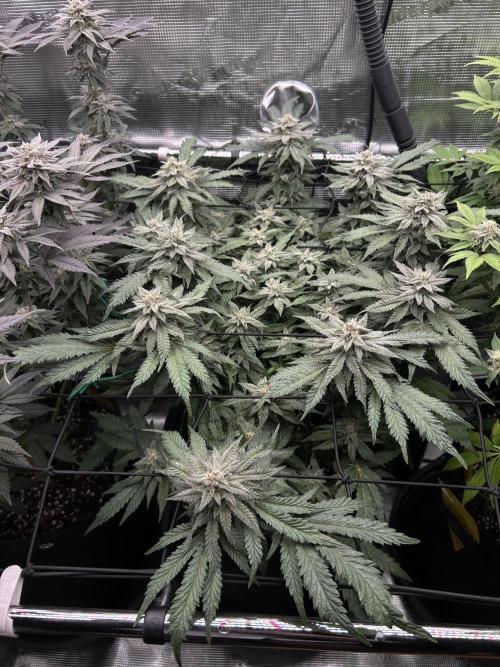 Nana Sorbet. Week 15