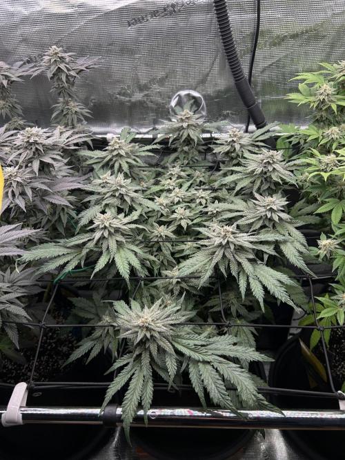 Nana Sorbet. Week 15