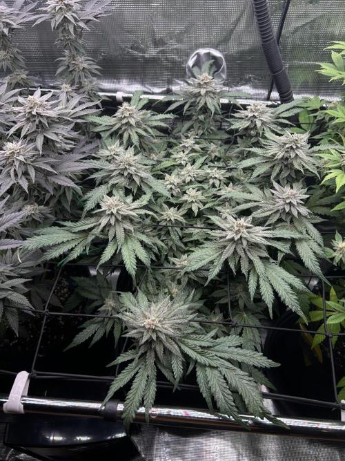 Nana Sorbet. Week 15