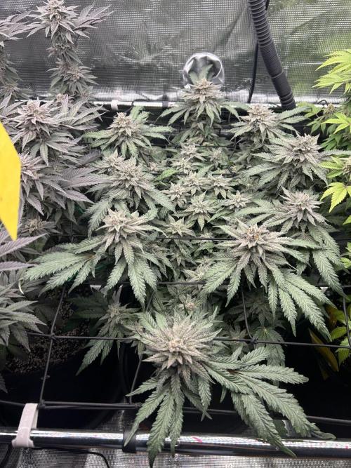 Nana Sorbet. Week 15