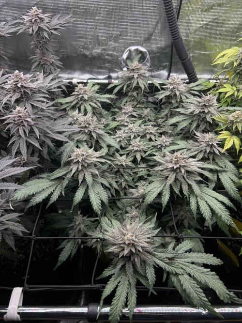 Nana Sorbet. Week 15