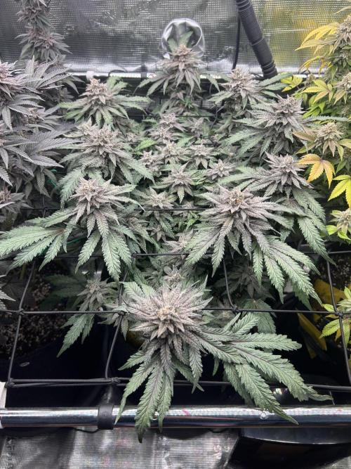 Nana Sorbet. Week 15