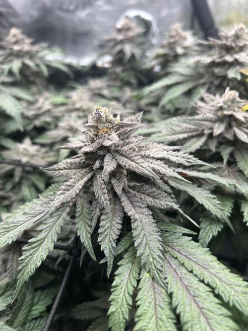 Nana Sorbet. Week 15