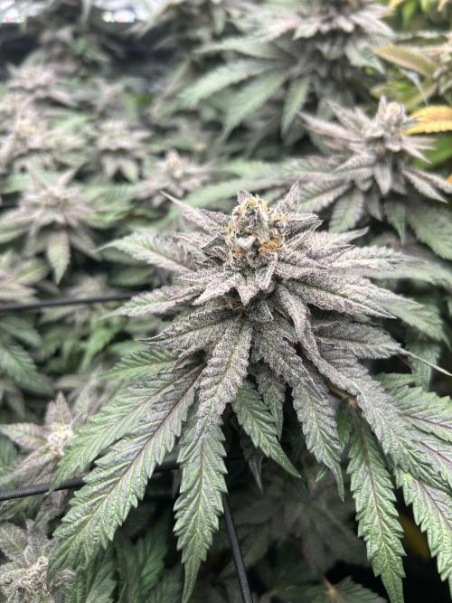 Nana Sorbet. Week 15