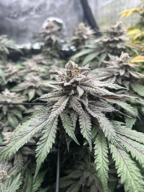 Nana Sorbet. Week 15