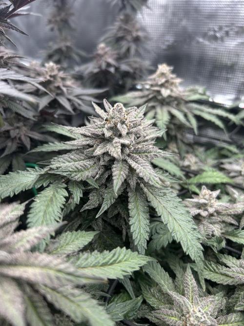 Nana Sorbet. Week 15