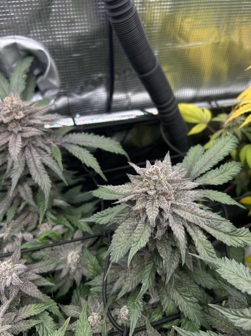 Nana Sorbet. Week 15