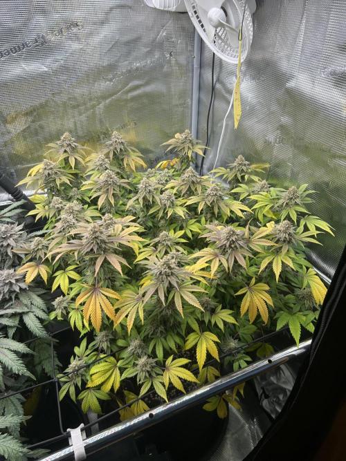 Tropicana Banana. Week 15