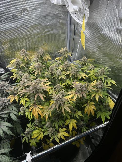 Tropicana Banana. Week 15