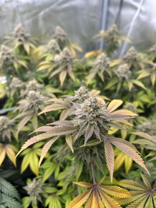 Tropicana Banana. Week 15