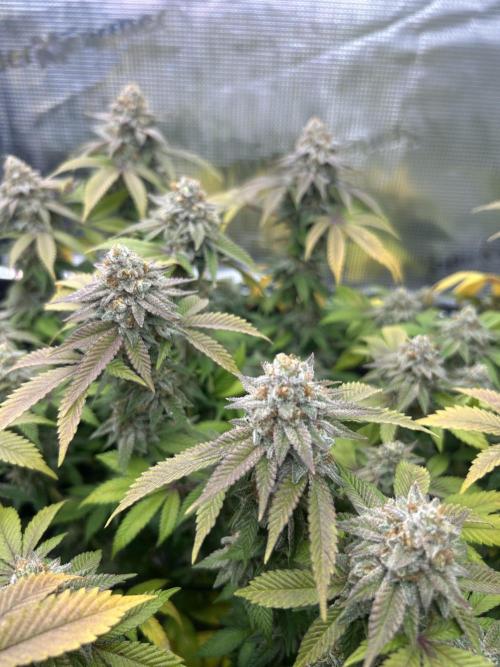 Tropicana Banana. Week 15