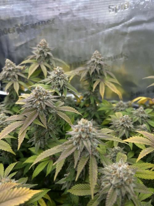 Tropicana Banana. Week 15