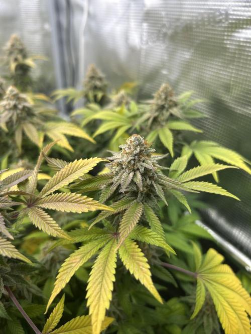 Tropicana Banana. Week 15