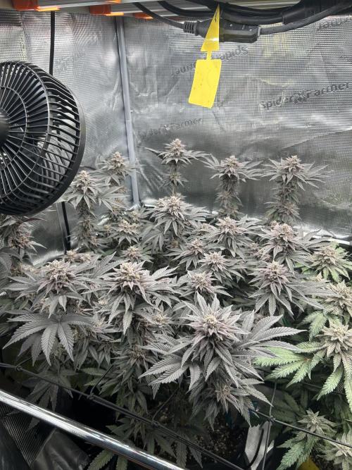 Shot Caller. Week 15