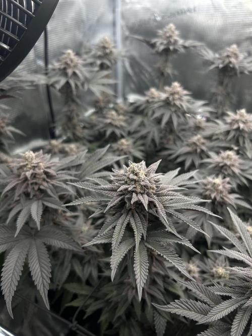 Shot Caller. Week 15