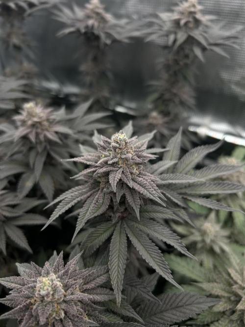 Shot Caller. Week 15