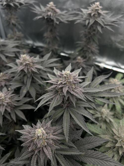 Shot Caller. Week 15