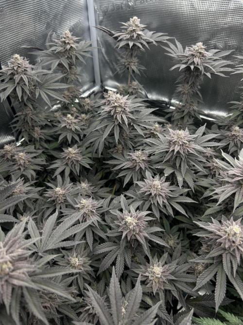 Shot Caller. Week 15