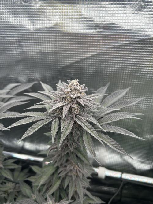 Shot Caller. Week 15