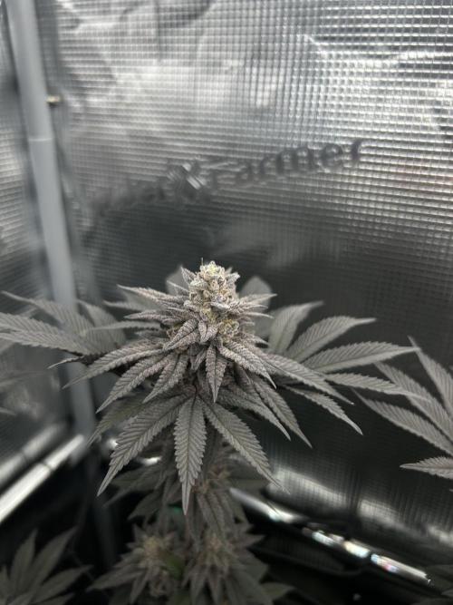 Shot Caller. Week 15