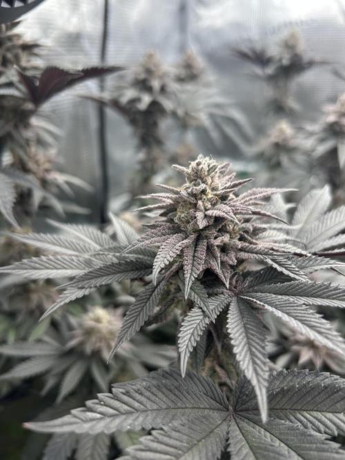 Shot Caller. Week 15