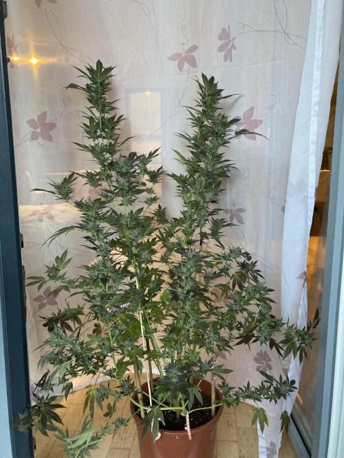 Cap Junky von Hanfgartenshop. Week 18