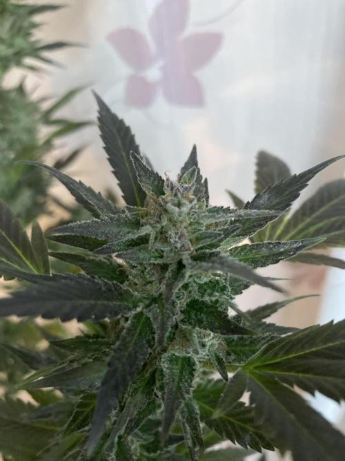 Cap Junky von Hanfgartenshop. Week 18