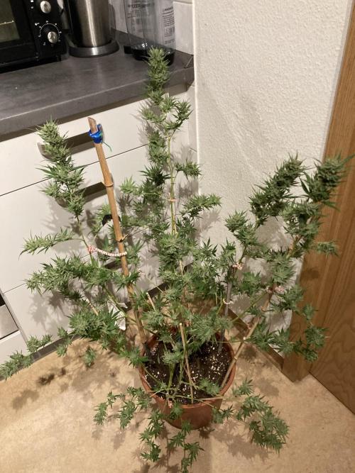 Candy Store von „Hanfgartenshop“. Week 19