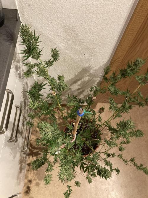 Candy Store von „Hanfgartenshop“. Week 19