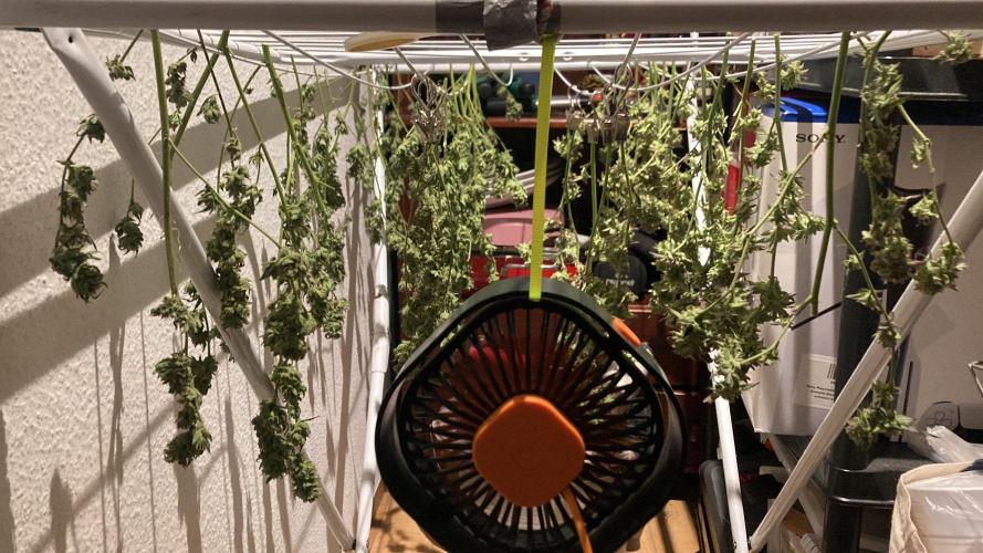 Candy Store von „Hanfgartenshop“. Week 19