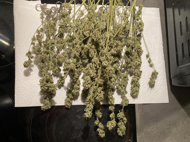 Candy Store von „Hanfgartenshop“. Week 19