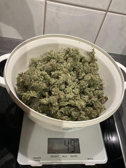 Candy Store von „Hanfgartenshop“. Week 19