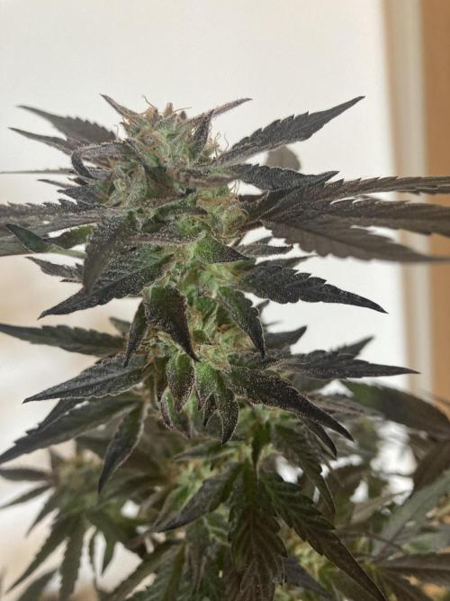 Permanent Marker von Hanfgartenshop.de. Week 18