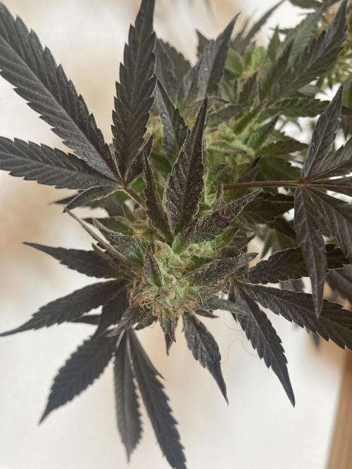 Permanent Marker von Hanfgartenshop.de. Week 18