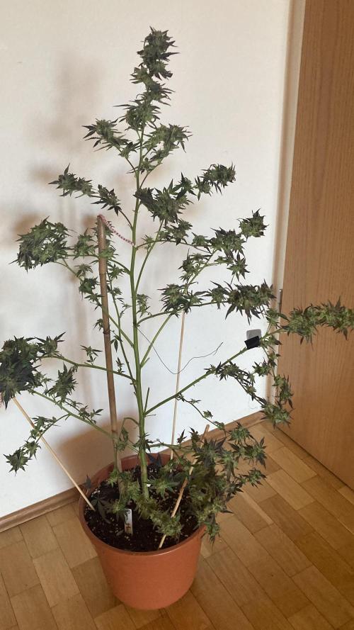 Permanent Marker von Hanfgartenshop.de. Week 18