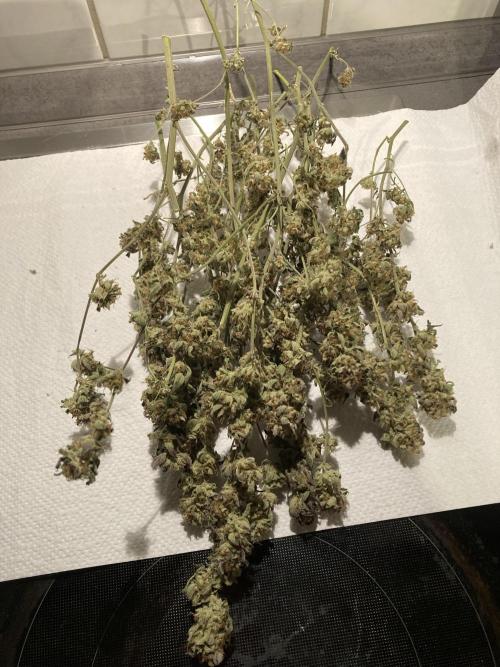 Permanent Marker von Hanfgartenshop.de. Week 18