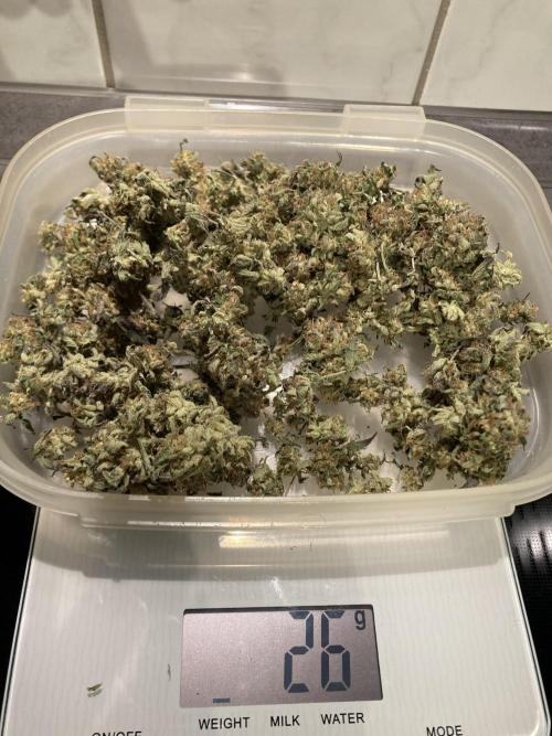 Permanent Marker von Hanfgartenshop.de. Week 18