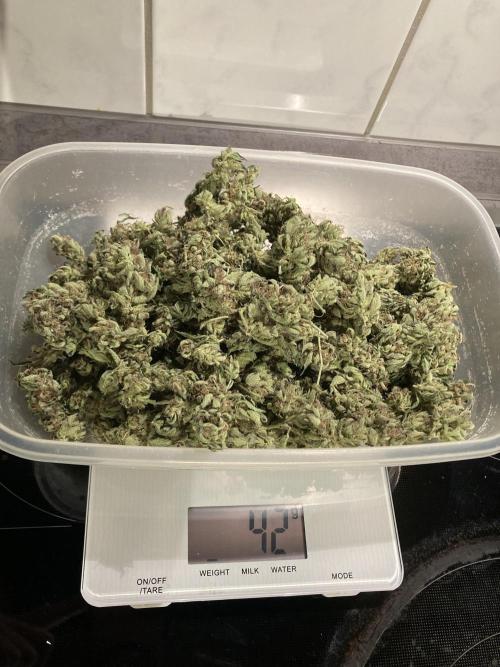 Cap Junky von Hanfgartenshop. Week 19