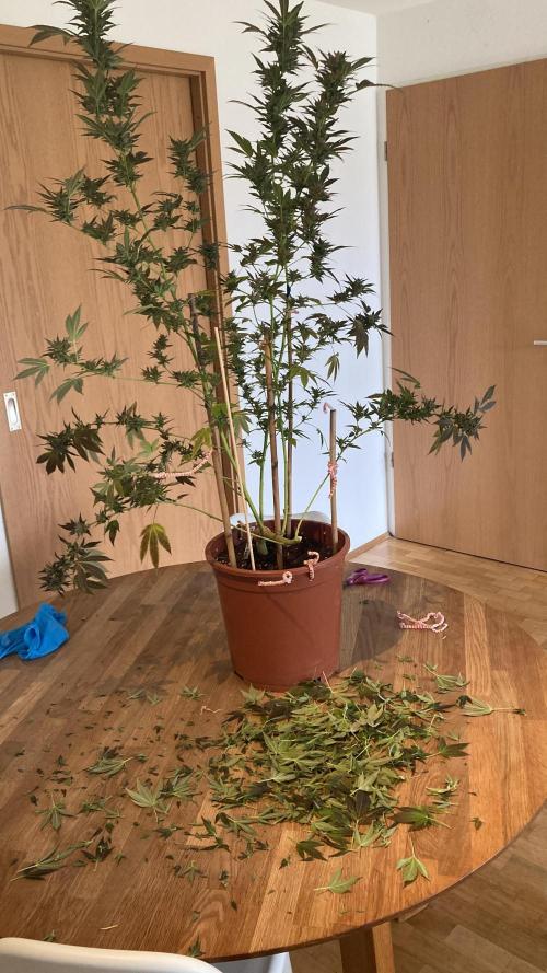 Cap Junky von Hanfgartenshop. Week 19