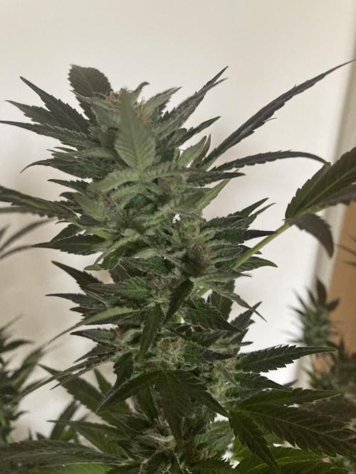 Cap Junky von Hanfgartenshop. Week 19